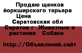Продаю щенков йоркширского терьера. › Цена ­ 10000-15000 - Саратовская обл., Саратов г. Животные и растения » Собаки   